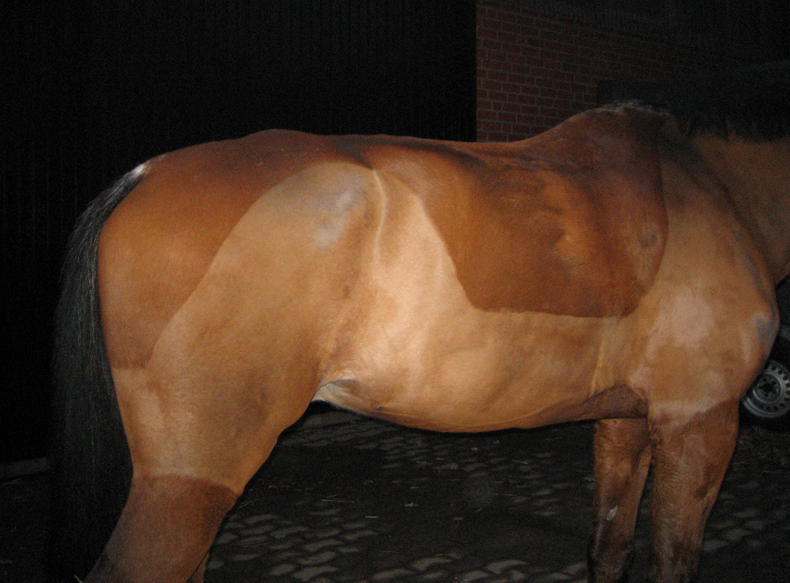 Leberegel Pferd Therapie